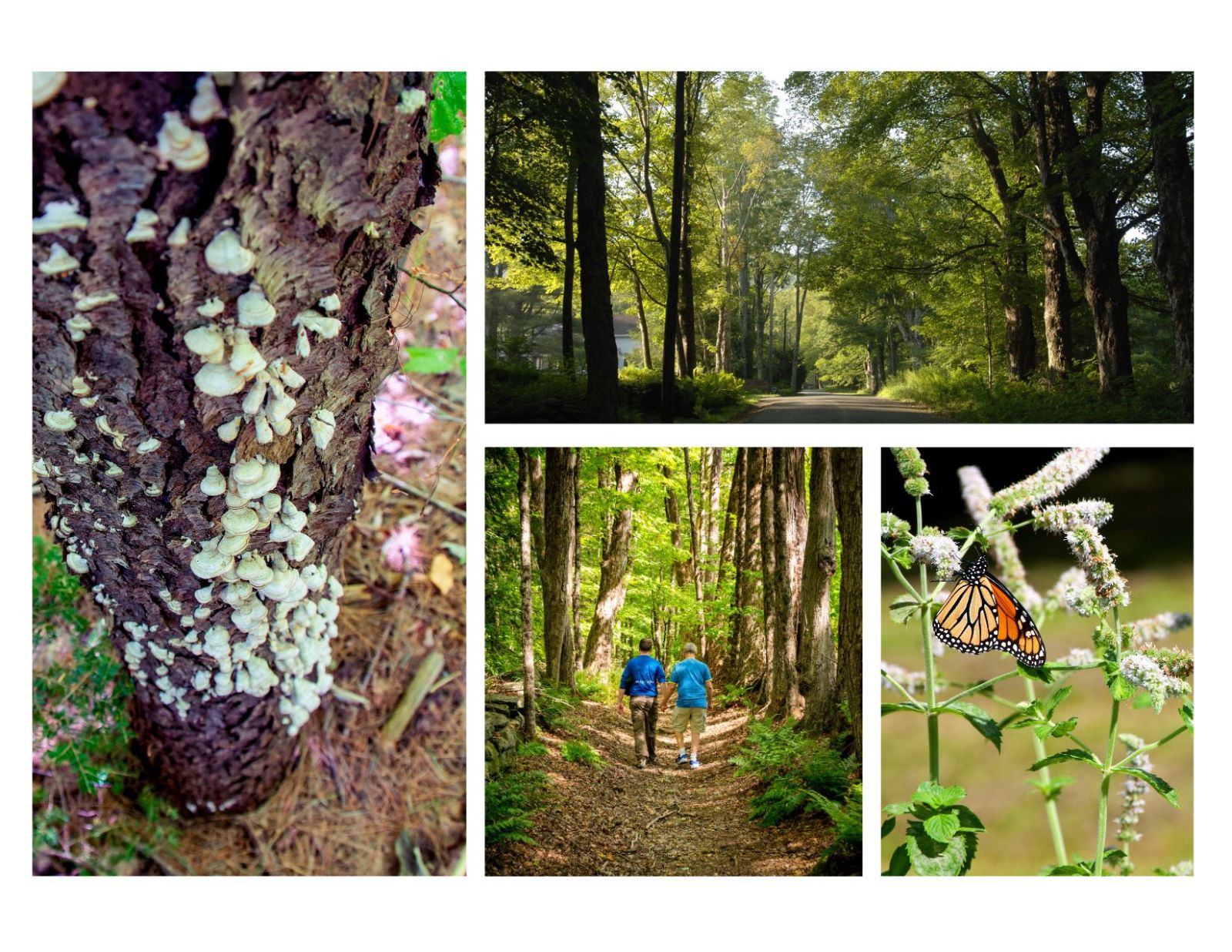Nature at The Rowe Center